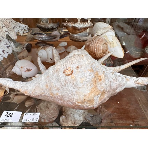 388 - A collection of approximately forty assorted sea shells, including, a Giant Spider Conch (Lambis) an... 