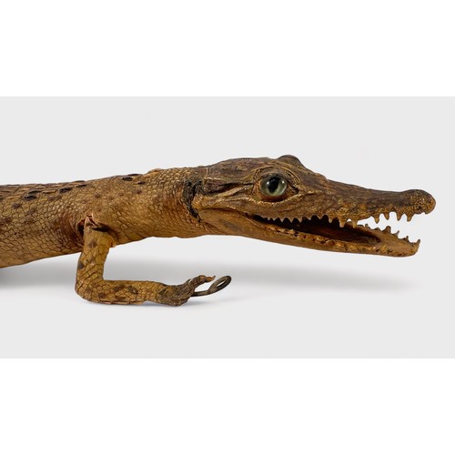 331 - A taxidermy study of a small caiman / crocodile approx. 35cm long