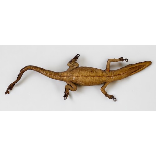 331 - A taxidermy study of a small caiman / crocodile approx. 35cm long