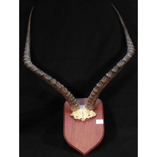 393 - A set of antelope horns mounted on a hardwood shield.