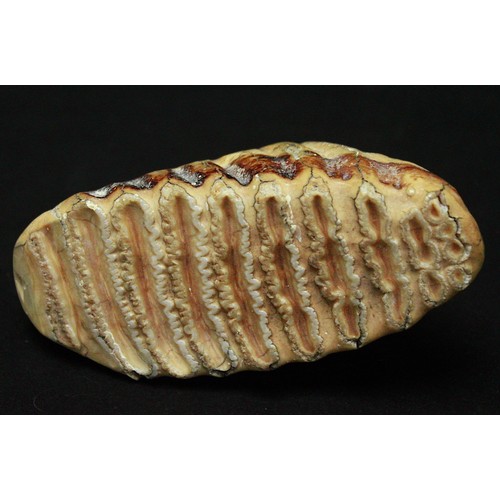 432 - A polished elephant’s tooth, 11cm