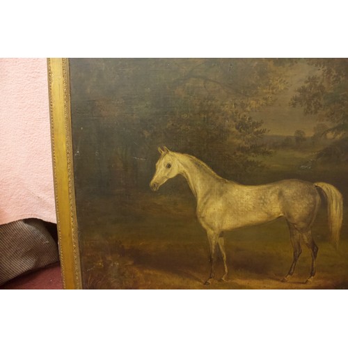 610 - A 19th century English school study of a dapple grey horse in a wooded landscape, unsigned, oil on b... 