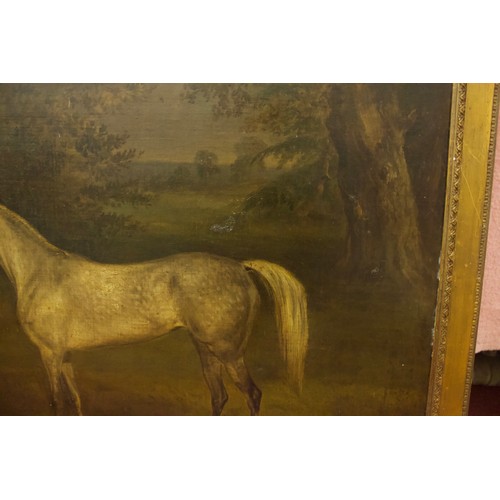 610 - A 19th century English school study of a dapple grey horse in a wooded landscape, unsigned, oil on b... 