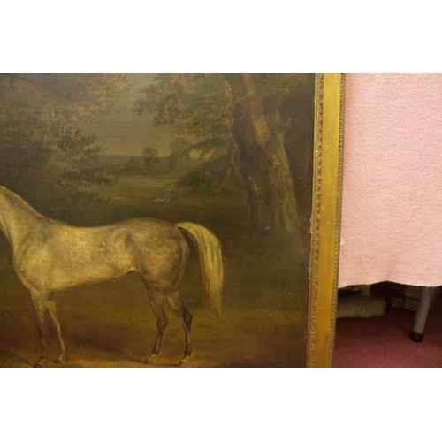 610 - A 19th century English school study of a dapple grey horse in a wooded landscape, unsigned, oil on b... 