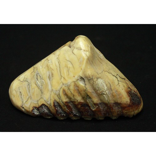 711 - A polished elephant’s tooth, 11cm