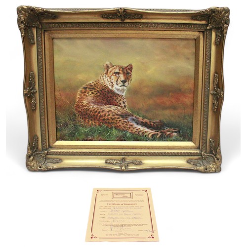 683 - Johnny Gaston (Scottish B.1955) ‘18 Month Old Female Cheetah’, oil on canvas, in carved gilt frame, ... 