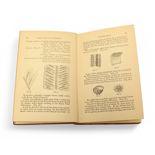 445 - Mordecai Cubitt Cooke, A Fern Book for Everybody, published by Frederick Warne & Co. 1889, hardback.