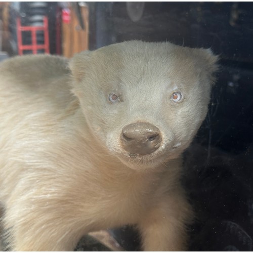 411 - A taxidermy Albino Badger, in glazed case, 87x57x40cm.