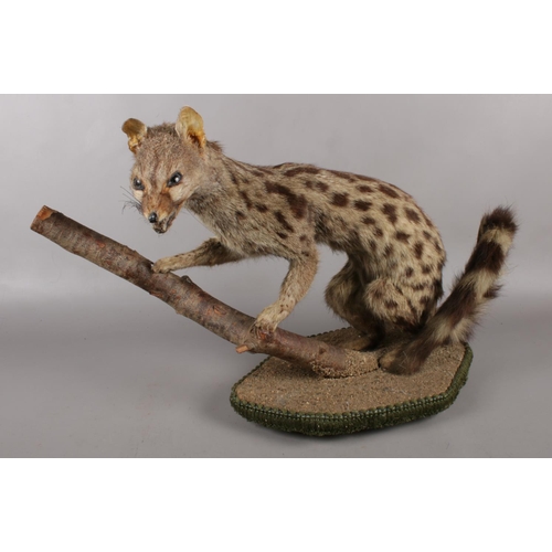 118 - A taxidermy study of a spotted wild cat, on naturalistic base. Possibly a Genet.