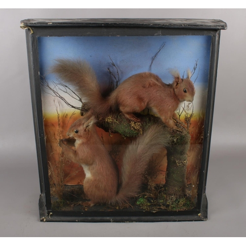 120 - A cased taxidermy study of two red squirrels on naturalistic base, label for S A Nobbs Taxidermist t... 