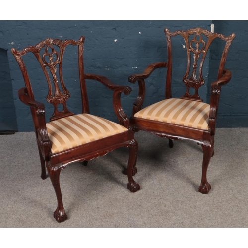 413 - A pair of Mahogany Chippendale Style carver chairs. Comprising of upholstered striped seats. H:100cm... 