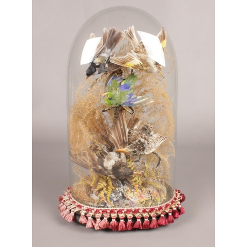 140 - A Victorian taxidermy study of song birds set under a glass dome. (47cm height, 27cm width)