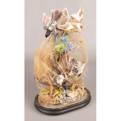 140 - A Victorian taxidermy study of song birds set under a glass dome. (47cm height, 27cm width)