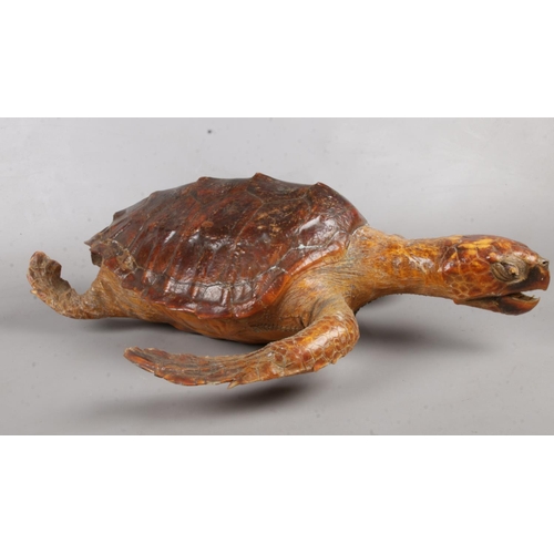 104 - An antique taxidermy sea turtle. In swimming pose, 57cm length, 33cm width.
