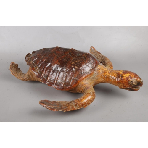 104 - An antique taxidermy sea turtle. In swimming pose, 57cm length, 33cm width.
