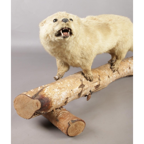 156 - Taxidermy: Study of an otter (lutra lutra), perched on silver birch log. 90cm long, from log to tail... 