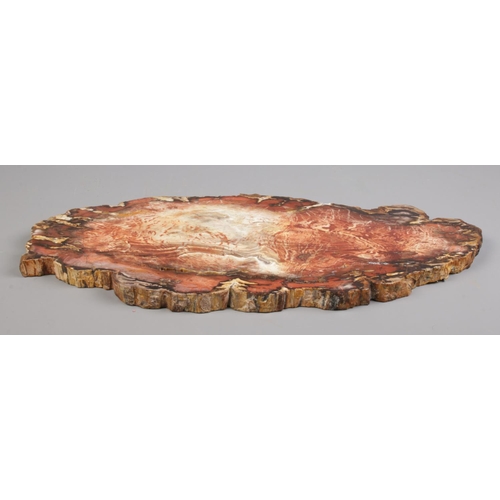 133 - A large polished slice of Petrified tree / Agate. L:53cm W:23.5cm D: 2.5cm.