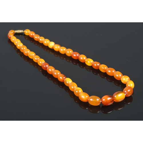 491 - A string of butterscotch amber/copal beads. 31g.