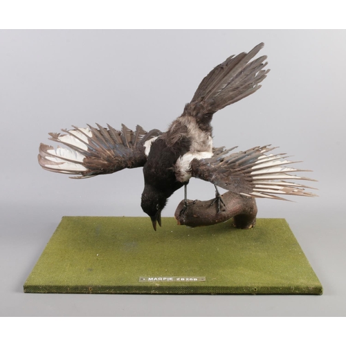 67 - A mounted taxidermy study of a Magpie (Pica Pica). 46cm wide.