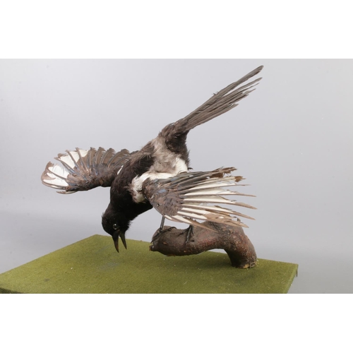 67 - A mounted taxidermy study of a Magpie (Pica Pica). 46cm wide.