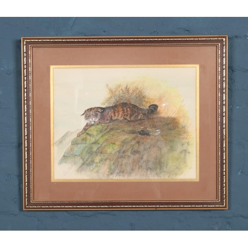 393 - A pair of Colin Smith (signed 1977) paintings in wood effect frames depicting a wildcat and fox. Dim... 