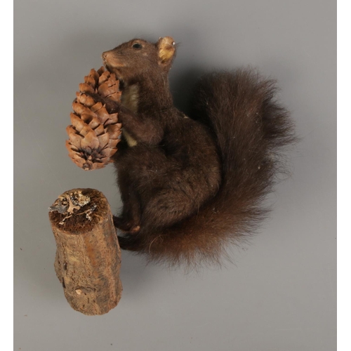 199 - A taxidermy Squirrel mounted posed on a tree branch whilst clutching a pine cone.