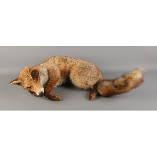 343 - A full taxidermy adult Red Fox (Vulpes Vulpes) in recumbent position. Damage present on left ear.