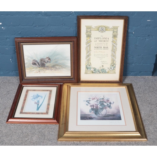 401 - A collection of pictures and prints to include Grey Squirrel, signed Nance, and Diploma of Merit fro... 