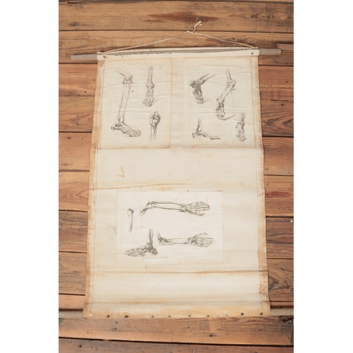 313 - A pair of wall scrolls depicting anatomical prints of the human body. Signed CS and CSmith to some e... 