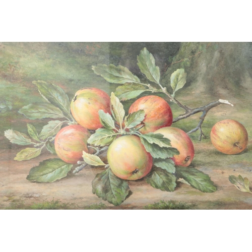 96 - Joseph Bunker (British 19th century), a framed watercolour, still life of apples. Signed. 29.5cm x 4... 