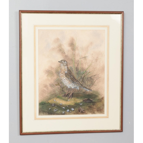 358 - Gordon Chell, a large framed watercolour, study of a thrush. 45cm x 35cm.