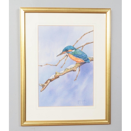 366 - Gordon Chell, a gilt framed watercolour, study of a kingfisher on a branch. 33cm x 23cm.