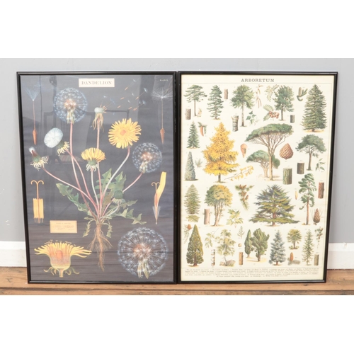 368 - Two Framed Posters depicting Arboretum Tree Art and the classification of the Dandelion. Height: 71c... 