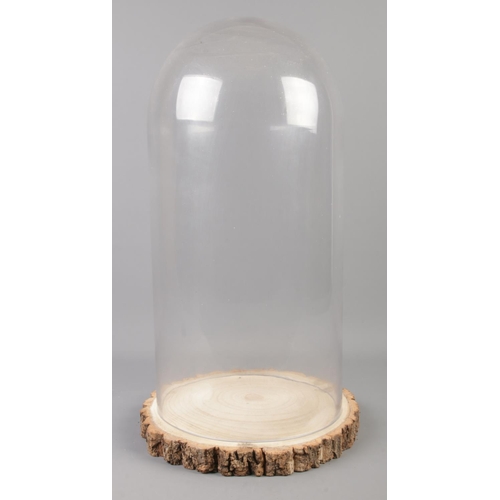 22 - A large modern glass display dome, on natural log slice base. Height: 53cm
