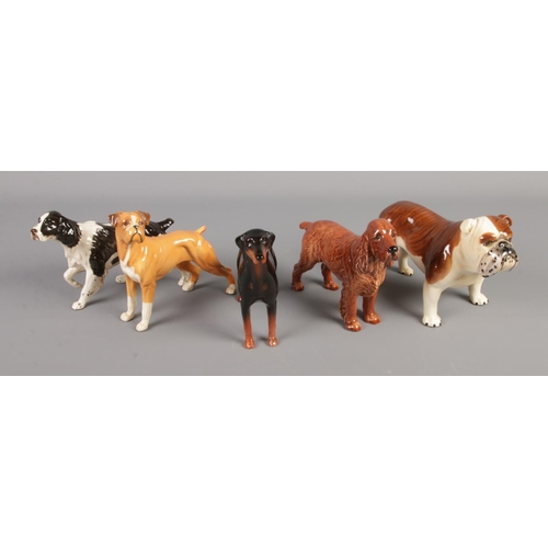 390 - Five Beswick dog figures including Bulldog, Doberman, Boxer, etc.