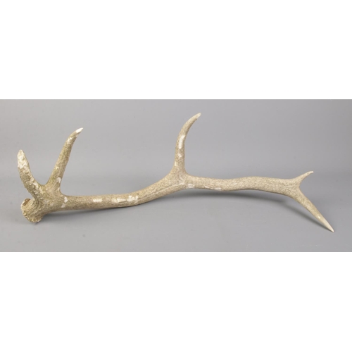 11 - A large piece of antler, 65cm long.