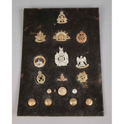 109 - A board of military cap badges including RAF, Australian Commonwealth and Scottish Kings Borderers e... 