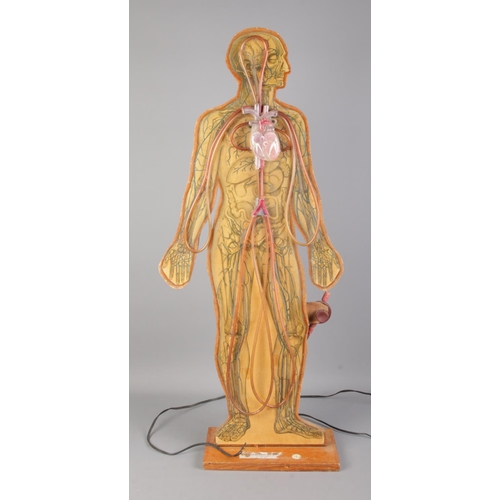 367 - T. Gerrard & Co. Circulation of Blood teaching model. Height 87cm.