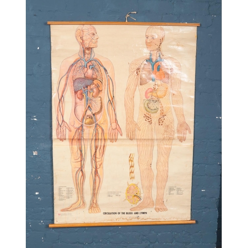 369 - A large scroll depicting medical diagram titled Circulation of the Blood and Lymph. Approx. dimensio... 