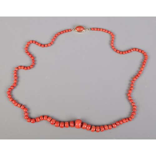 475 - A graduated coral necklace with gold clasp set with  cabochon coral. Unclasped length 80cm. Tests as... 