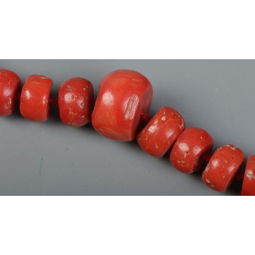 475 - A graduated coral necklace with gold clasp set with  cabochon coral. Unclasped length 80cm. Tests as... 