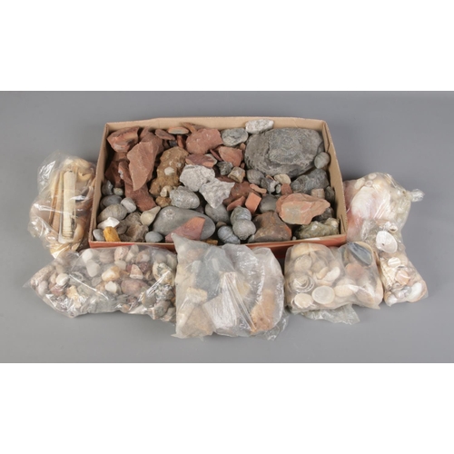 150 - A collection of assorted fossils, terracotta and sea shells including several Ammonite examples.