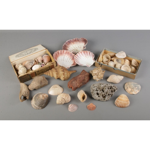 188 - A collection of sea shells including oyster shells and conch shells