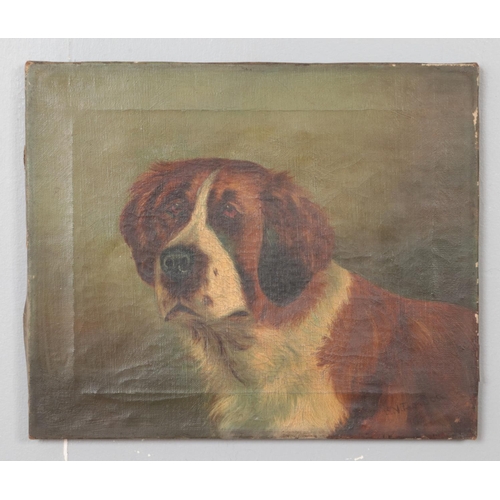 291 - EV Teasdale, an unframed oil on canvas, study of a St Bernard dog. 26cm x 31cm.