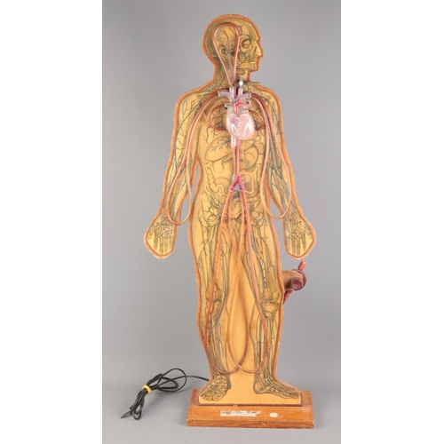 69 - A vintage Circulation of Blood scientific teaching model by T Gerrard & Co. Height 87cm.