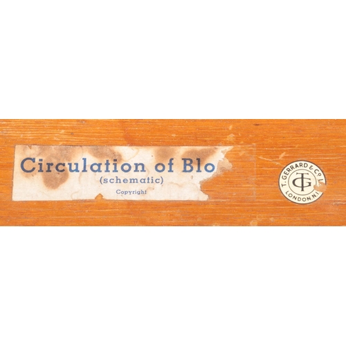 69 - A vintage Circulation of Blood scientific teaching model by T Gerrard & Co. Height 87cm.