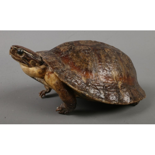 199 - An early 20th century taxidermy terrapin.