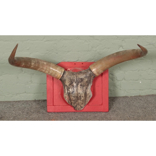 355 - An Ankole Watusi bull skull with polished horns mounted on wooden plaque