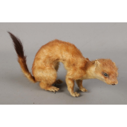 131 - A taxidermy study of a Weasel.