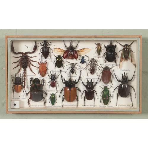 375 - A glazed wall hanging display case containing an assortment of exotic insects, including Atlas Beetl... 